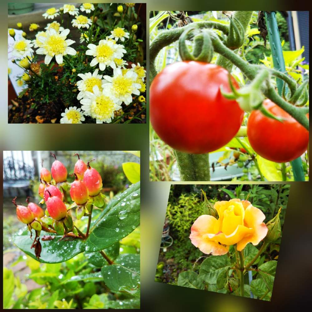 ヒペリカムの投稿画像 By ガイトムさん ボンザマーガレットと家庭菜園のミニトマトと薔薇 モナリザと家庭菜園とキッチンガーデンと初夏の庭と花壇作りとポタジェと花好きと私の庭とガーデニングとhkb48 21月7月7日 Greensnap グリーンスナップ