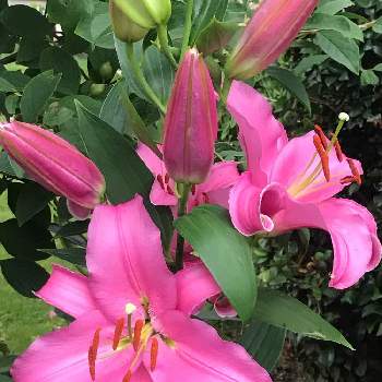 カサブランカ　ピンクの画像 by ぶんこさん | 広い庭とカサブランカ　ピンクとお花大好きと癒されます♥と開花の時期と心は豊かです
