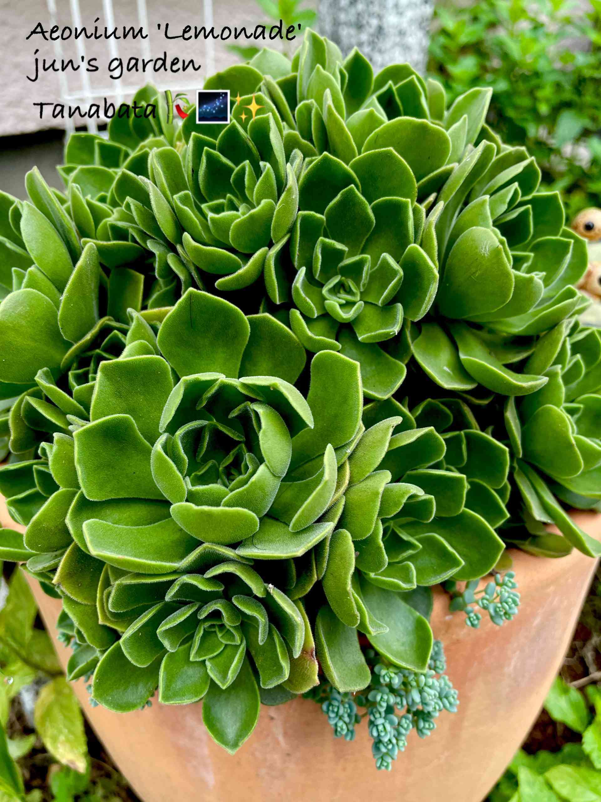 チビ苗レモネード成長記録｜🍀GreenSnap（グリーンスナップ）