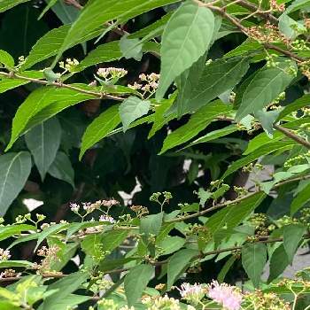 小紫の投稿画像一覧 Greensnap グリーンスナップ