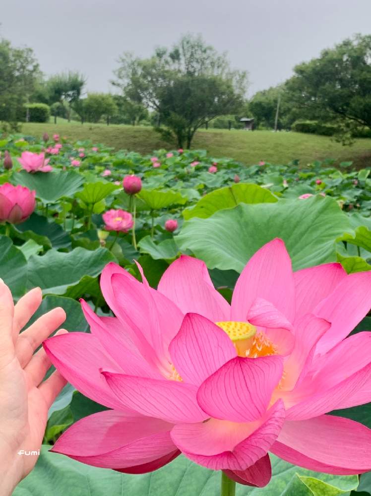 の画像 by fumiさん | ハスと古代蓮と花パトロールと花のある風景と雨の日も好奇心と暮らしに花をと暮らしに癒しをとピンクスマイル