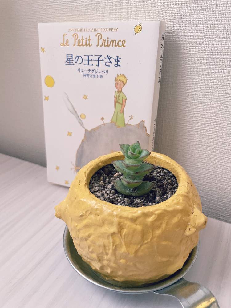 星の王子の投稿画像 By Lanaさん 多肉植物と鉢植えとガーデニングと手作りリメ鉢リメ缶と小さなお庭 21月7月7日 Greensnap グリーンスナップ