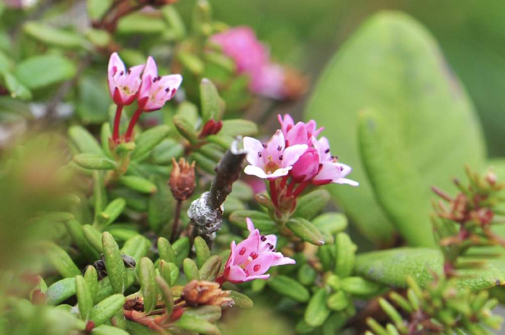 ミネズオウの投稿画像 By Ykrさん 大雪山旭岳と山野草と一眼レフと常緑小低木とハイキング 登山と山歩きと登山と北海道と高山植物類 21月7月7日 Greensnap グリーンスナップ