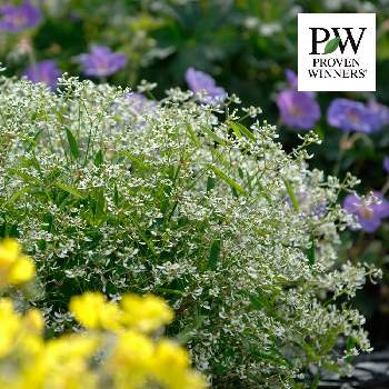 ユーフォルビア ダイアモンドフロストなど Proven Winners Pw ガーデニング 園芸 花苗 低木 多肉植物 花 植物 ユーフォルビア ダイアモンドフロストなど Proven Winners Pw ガーデニング 園芸 花苗 低木 多肉植物 花 植物
