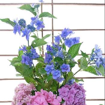 紫陽花 美咲小町の投稿画像一覧 Greensnap グリーンスナップ 紫陽花 美咲小町の投稿画像一覧 Greensnap グリーンスナップ