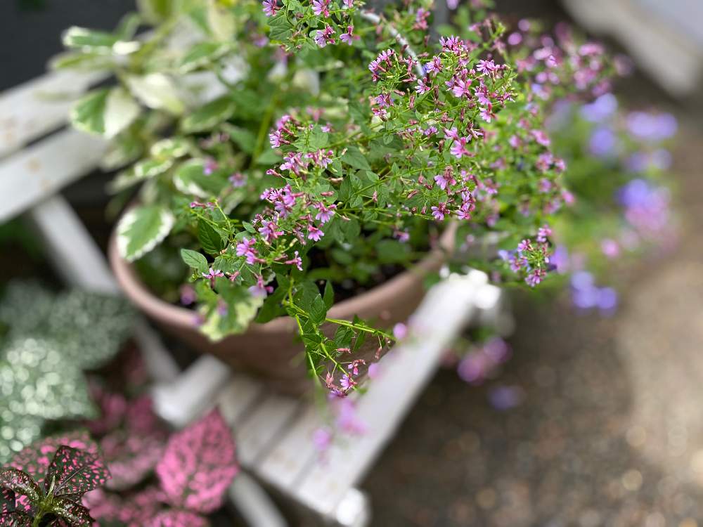 エントランスの投稿画像 By あこさん 寄せ植えとスウェーデンアイビー とクフェア ピンクシマーと花 のある暮らしと斑入り葉と寄せ植えとスウェーデンアイビー とクフェア ピンクシマーと花のある暮らしと斑入り葉 21月7月7日 Greensnap グリーンスナップ