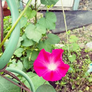 食べれるお庭の投稿画像一覧 Greensnap グリーンスナップ