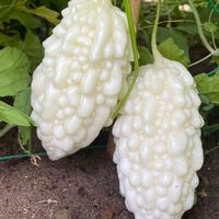 ゴーヤ,花壇,ガーデニング,自家製野菜,ウリ科の画像