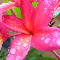 プルメリア,フランジパニ,pua melia,プルメリア カウカワイルダー,Plumeria "Kauka Wilder"の画像