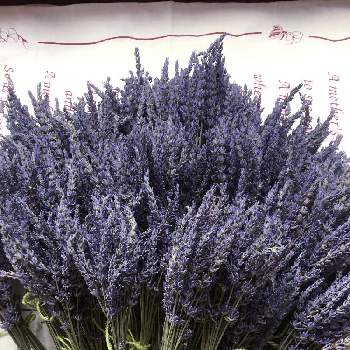 ラベンダーグロッソ の投稿画像一覧 Greensnap グリーンスナップ