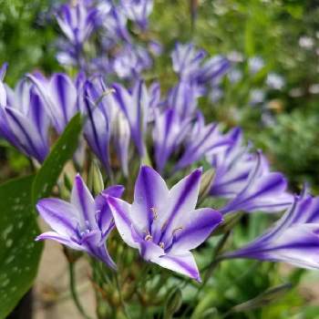 姫アガパンサスの投稿画像一覧 Greensnap グリーンスナップ