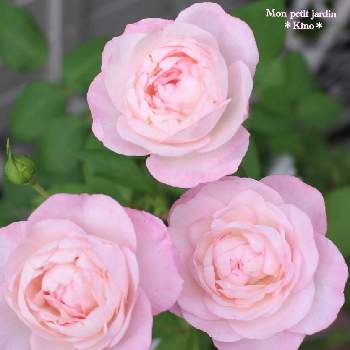 ストロベリーマカロン薔薇の画像 by kinoさん | 小さな庭とストロベリーマカロン薔薇とばら バラ 薔薇とピンクの薔薇と水曜ローズショーとパティオローズとマイガーデンと小さな庭♡と鉢植え