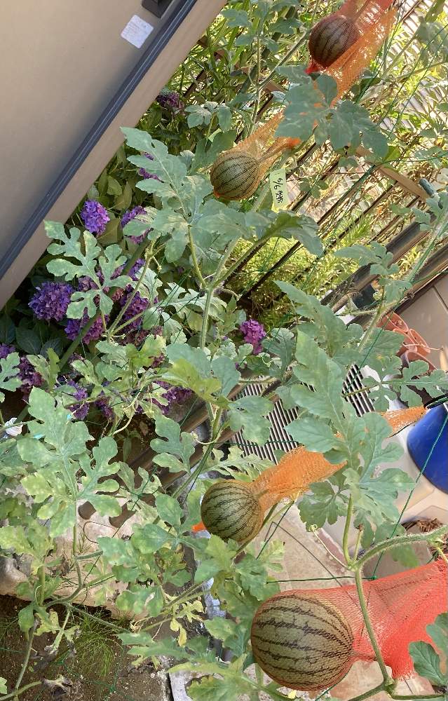 紅こだまスイカの投稿画像 By かおりんさん 小さな庭とスイカの空中栽培と小玉スイカの空中栽培と家庭菜園とスイカのプランター栽培 とうどんこ病と園芸初心者とスイカの空中栽培と小玉スイカの空中栽培と家庭菜園とスイカのプランター栽培とうどんこ病と園芸初心者 21