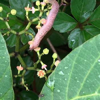 変な虫の投稿画像一覧 Greensnap グリーンスナップ