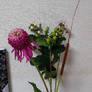 ヒペリカム ココウノの投稿画像一覧 Greensnap グリーンスナップ