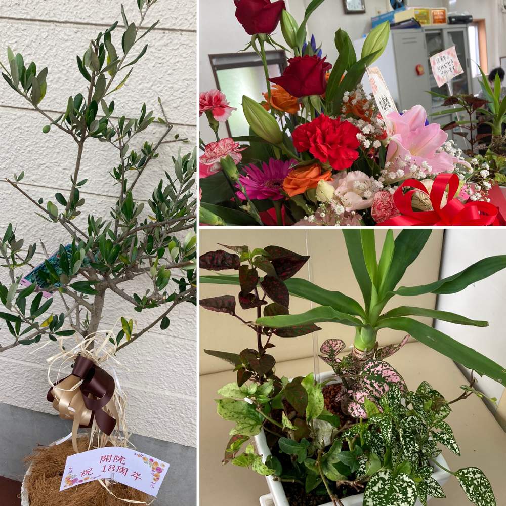 オリーブの投稿画像 By Howaさん ユッカとヒポエステスとアイビーと観葉植物とお花大好き と素敵な出会いに感謝と被災地に祈りをと花のある暮らしと繋がりに感謝 21月7月7日 Greensnap グリーンスナップ