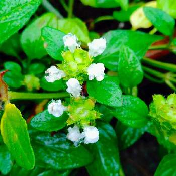 梅雨の花の投稿画像一覧 Greensnap グリーンスナップ