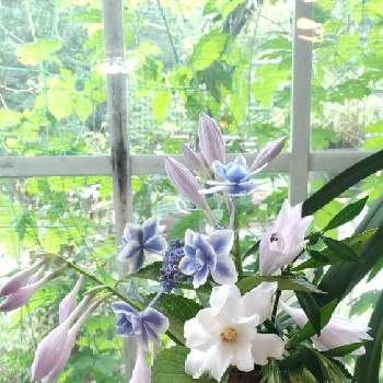 香りのある花の投稿画像一覧 Greensnap グリーンスナップ 香りのある花の投稿画像一覧 Greensnap グリーンスナップ