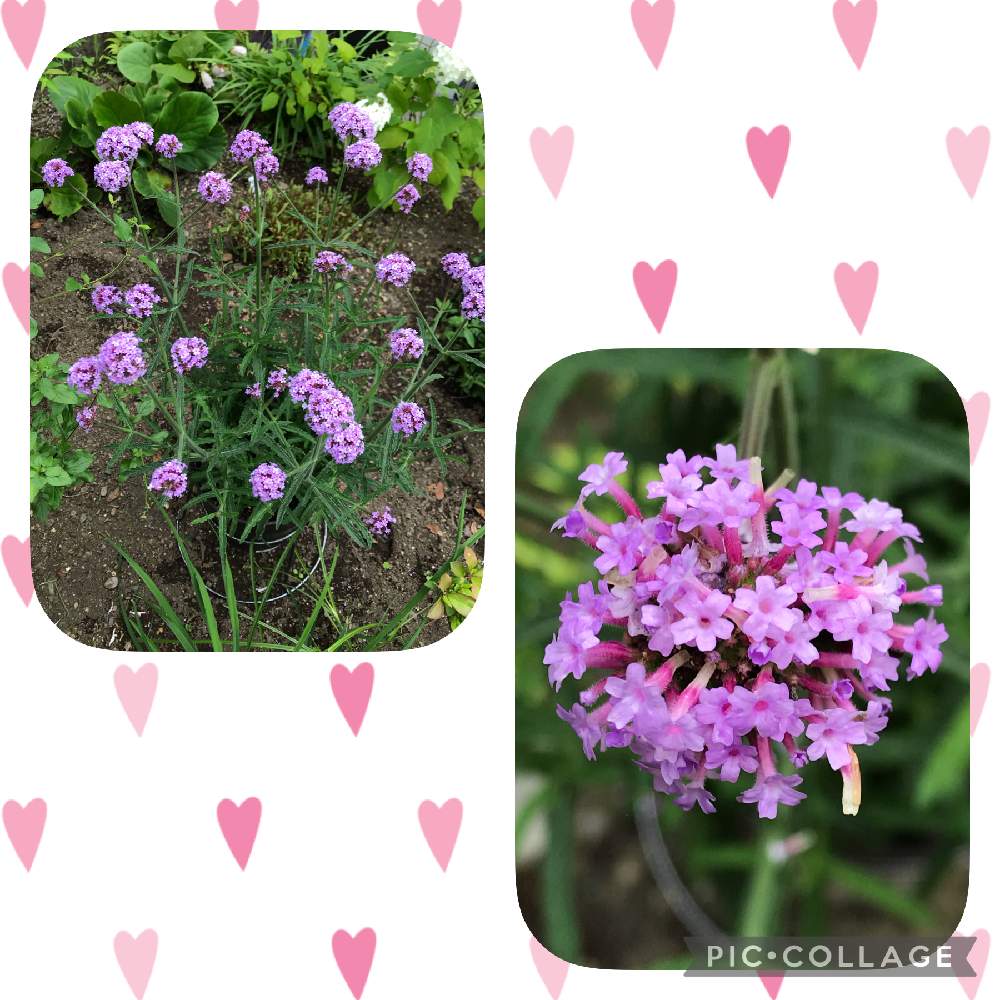 鉢植えの投稿画像 By Namiさん メテオールシャワーとpw バーベナ 21月7月7日 Greensnap グリーンスナップ