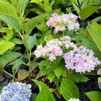 あじさい 万華鏡の投稿画像一覧 Greensnap グリーンスナップ あじさい 万華鏡の投稿画像一覧 Greensnap グリーンスナップ