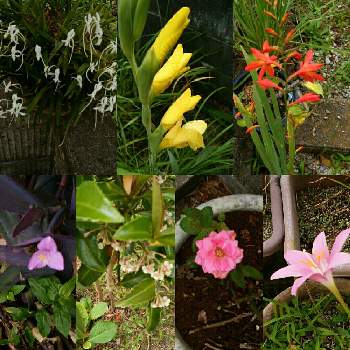 良い匂いの画像 by 福岡ひろさん | 小さな庭と良い匂いと身近な植物達と花のある暮らしと夏の草花と季節感ある植物達と鉢植え。