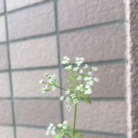 チャービルの育て方 種まきの時期や長期収穫のコツは Greensnap グリーンスナップ チャービルの育て方 種まきの時期や長期収穫のコツは Greensnap グリーンスナップ