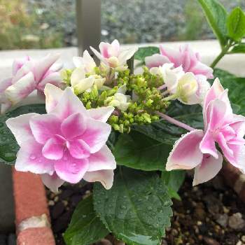 紫陽花コンペイトウの投稿画像一覧 Greensnap グリーンスナップ