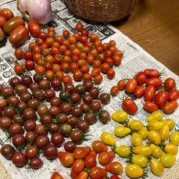 ミニトマト　イエローペアの画像 by dp106さん | 畑とミニトマト　イエローペアとトスカーナバイオレットとジュリエット（ミニトマト）とスイートマスコット（ミニトマト）とラダナ（ミニトマト）と家庭菜園とトマト栽培とおうち園芸とおうちde菜園