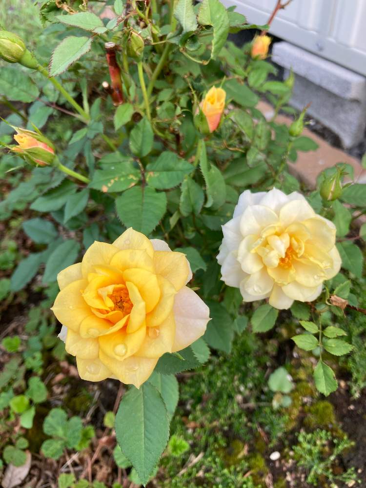 ミニバラの投稿画像 By Rimaさん 花壇とガーデニングと花のある暮らしと北海道 21月7月7日 Greensnap グリーンスナップ