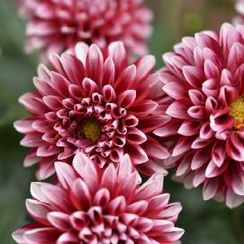 ダリア好きの投稿画像一覧 Greensnap グリーンスナップ