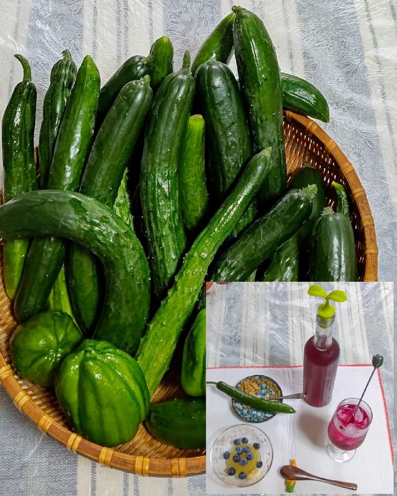きゅうりの投稿画像 By 折り姫さん 手作りと田舎暮らしと花のある暮らしとせんぜ畑と楽しい田舎暮らし 21月7月7日 Greensnap グリーンスナップ