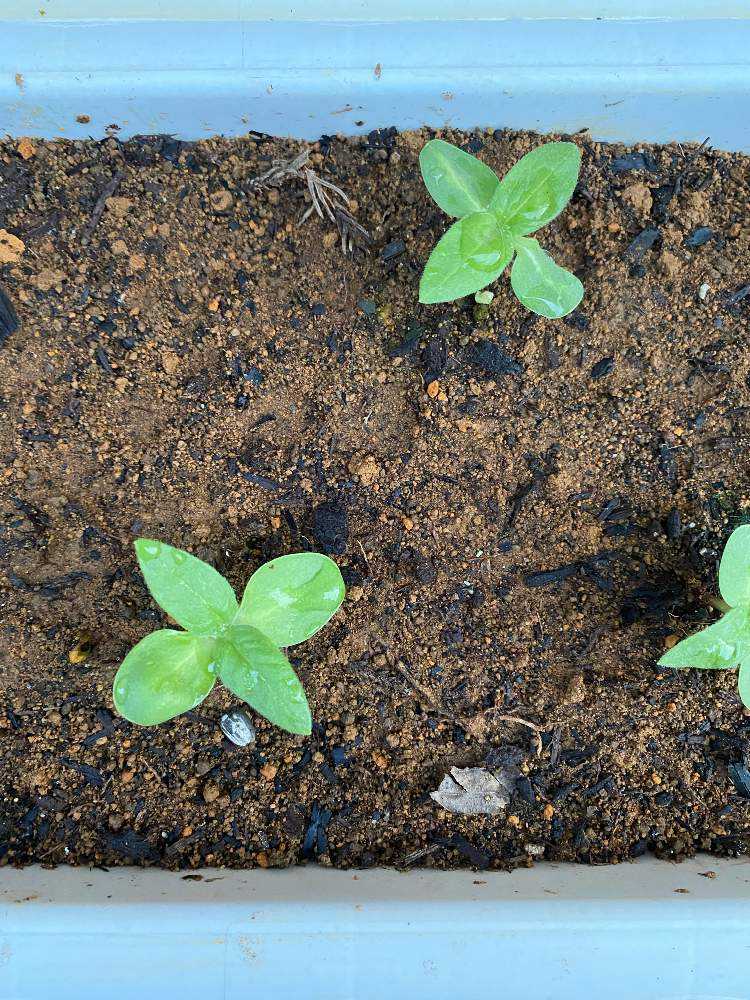 スモールひまわりちゃんズ ミニひまわり Greensnap グリーンスナップ