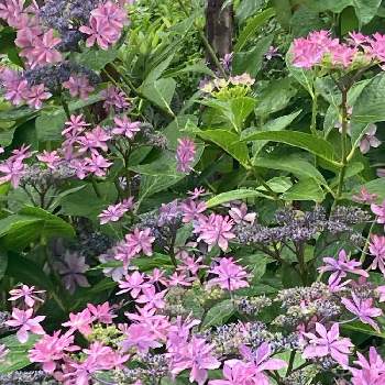 ダンスパーティー…の画像 by こころんさん | 小さな庭とピンクの花とダンスパーティー…と癒されるとアジサイ　紫陽花とかわいい