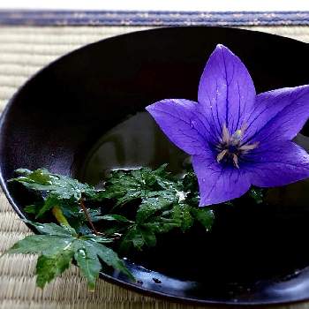 七夕の節句の投稿画像一覧 Greensnap グリーンスナップ