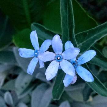 ７月の花の画像 by あさがおさん | オキシペタラム  ブルースターと花がいっぱいと青い花が好きと７月の花