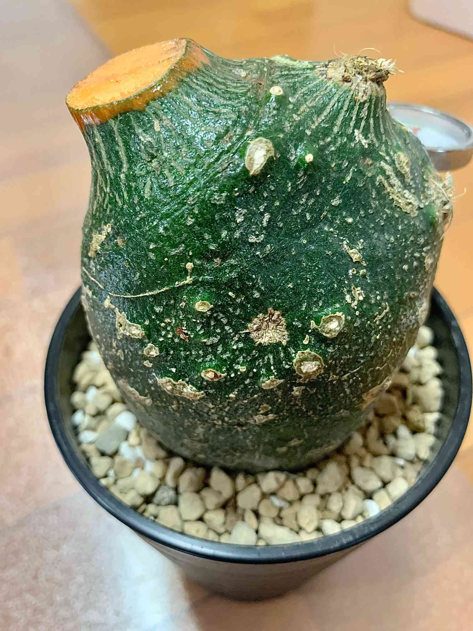 アデニア グロボーサ 超特大 ※発根管理中 塊根植物・コーデックス