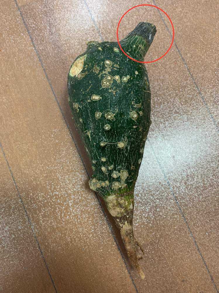 アデニア・グロボーサの発根管理に挑戦!!｜🍀GreenSnap（グリーン