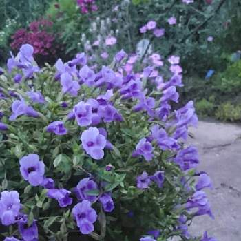 ７月の花の画像 by あさがおさん | トレニア カタリーナときれいだね〜〜❣️と花がいっぱいと７月の花と青い花が好き