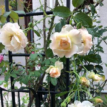 薔薇　ロココの画像 by Les fleurs ＊＊＊＊さん | お出かけ先とピンクと薔薇の花とボレロの花と薔薇　ロココ