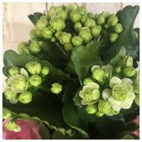 カランコエ パリの育て方 置き場所や水やりの仕方は Greensnap グリーンスナップ カランコエ パリの育て方 置き場所や水やりの仕方は Greensnap グリーンスナップ
