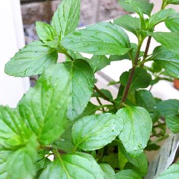 ラベンダーミントの投稿画像一覧 Greensnap グリーンスナップ