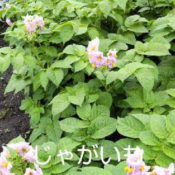 じゃがいも畑の投稿画像一覧 Greensnap グリーンスナップ