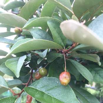 グミの実 の投稿画像一覧 Greensnap グリーンスナップ