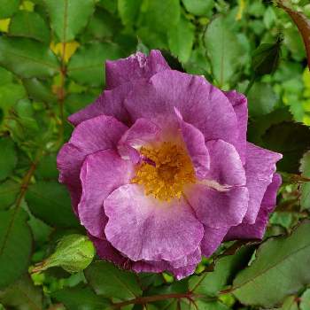 バラ ブルーフォーユーの投稿画像一覧 Greensnap グリーンスナップ