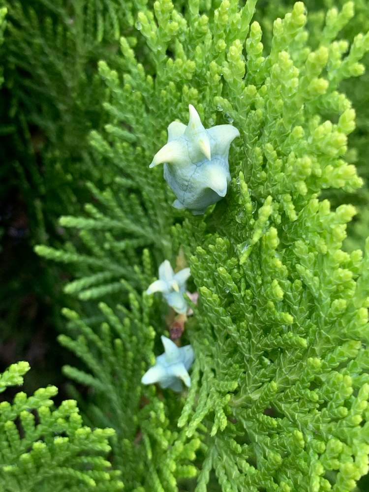 ヒバの投稿画像 By 花美月さん ヒバの実と小さな庭とガーデニングとおうち園芸とガーデニングとおうち園芸 21月7月7日 Greensnap グリーンスナップ Greensnap グリーンスナップ