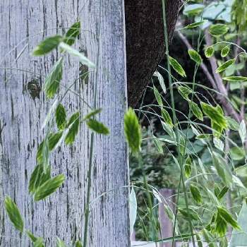 ニセコバンソウの画像 by 秋草さん | 広い庭とニセコバンソウと我が庭の野草たちとニセコバンソウ✽