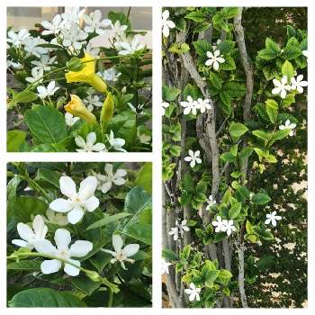 白い小花の投稿画像一覧 Greensnap グリーンスナップ 白い小花の投稿画像一覧 Greensnap グリーンスナップ