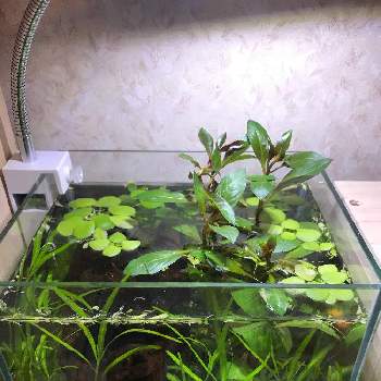 メダカ エビ水槽の投稿画像一覧 Greensnap グリーンスナップ