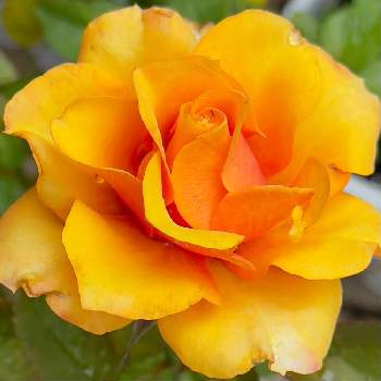 ミニバラ フォーエバーの画像 by AOAさん | 小さな庭とミニバラ フォーエバーとバラ初心者とばら バラ 薔薇とお花大好き♡とオレンジ色の花とお気に入り♡とおうち園芸と花のある暮らしとかわいいな♡