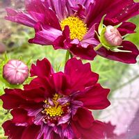 コスモス,コスモスダブルクリック,いつもありがとう♡,癒し…♡,可愛い❤の画像